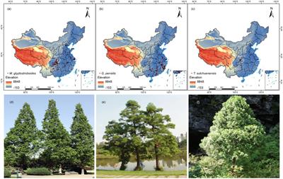 Mapping the priority conservation areas for three endangered Cupressaceae plants under climate change in China